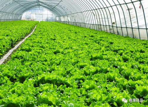 蔬菜種植技術,經典的 四不顛倒 要牢記