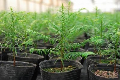 廠家批發營養缽、營養杯、育苗盆、種植袋，苗木蔬菜花卉專用產品介紹