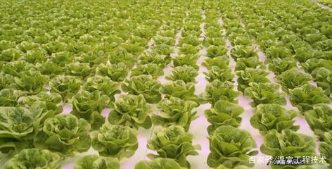 現代無土栽培技術之浮板水培技術蔬菜生產
